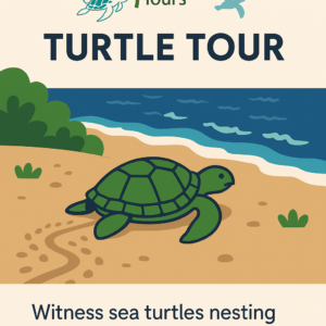 Experiencia de anidación de tortugas a la luz de la luna Tortuguero